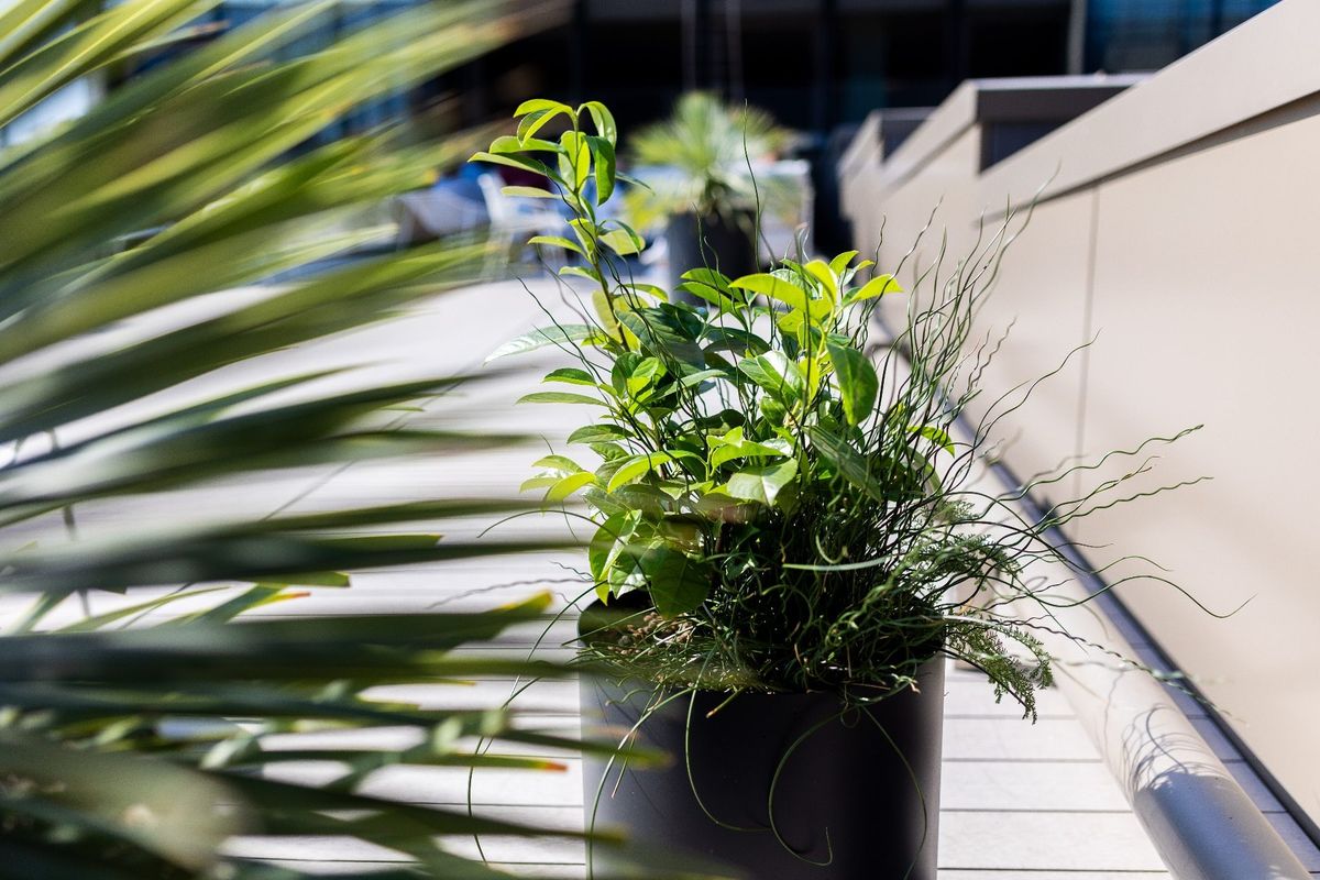 Close view of dark planters and layered grasses along a sunlit rooftop terrace